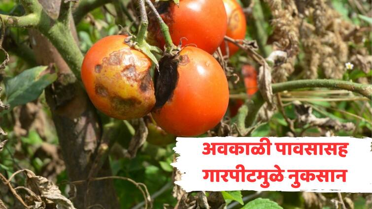 Maharashtra Weather Report Unseasonal Rain in bhandara wardha Solapur yavatmal hingoli tomato rice crop loss अवकाळीचं संकट! आंबा, भात शेतीचं नुकसान, गारांच्या पावसाने टोमॅटो सडला