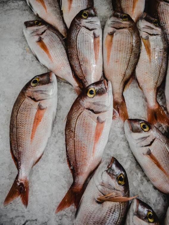 गुजरात ने इस मछली को घोषित किया है स्टेट फिश