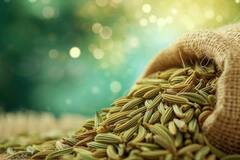 Fennel Seeds: गर्मियों में सौंफ खाएं, फायदे ही फायदे पाएं, सेहत का खज़ाना है ये मसाला
