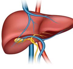 Kids Health News: 'ਖੰਡ' ਬੱਚਿਆਂ ਦੀ ਦੁਸ਼ਮਣ, ਇਸ ਵਜ੍ਹਾ ਕਰਕੇ ਵੱਧ ਰਿਹਾ ਮੋਟਾਪਾ ਤੇ ਫੈਟੀ ਲਿਵਰ