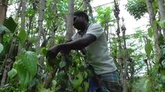 கொளுத்தும் வெயிலில் கருகிய வெற்றிலை; வாடிய விவசாயிகள் - அரசு கை கொடுக்குமா?