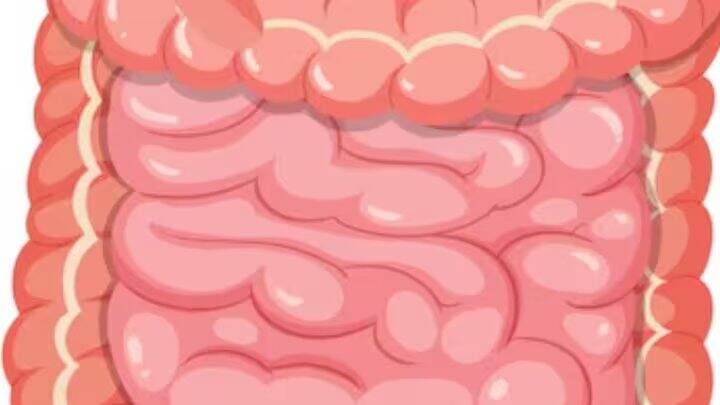 ઉનાળામાં પાચનતંત્રને સારું રાખવું એ આખા શરીર માટે મહત્વપૂર્ણ છે. ગરમ અને ભેજવાળા વાતાવરણમાં આપણા શરીરમાં પાણીની ઉણપ હોય છે. જેના કારણે કબજિયાત, ઝાડા અને પેટનું ફૂલવું જેવી પાચન સમસ્યાઓ થાય છે. આ સમસ્યાઓથી બચવા માટે કેટલીક આયુર્વેદિક ટિપ્સ ફોલો કરવી જરૂરી છે.