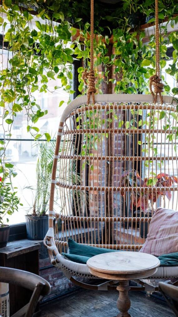 செல்வத்தை ஈர்க்க இந்த செடிகளை வளருங்க!