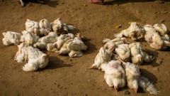 Bird Flu Outbreak: बर्ड फ्लू की बीमारी से बचना है तो चिकन और अंडे को इस तरीके से खाना शुरू कर दें