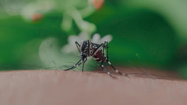 Malaria is caused by the bite of female or male mosquito know what the expert said मादा या नर किस मच्छर के काटने से होता है मलेरिया, जानें एक्सपर्ट ने क्या कहा