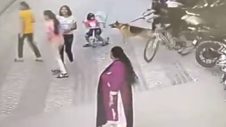 German Shephard Pet dog attacks child in Ajnara Integrity Society, Ghaziabad - Watch Video Watch Video: அப்பார்ட்மெண்டுக்குள் விளையாடிய 6 வயது சிறுமி.. விரட்டி கடிக்கும் ஜெர்மன் ஷெப்பர்ட் நாய்.. அதிர்ச்சி வீடியோ!