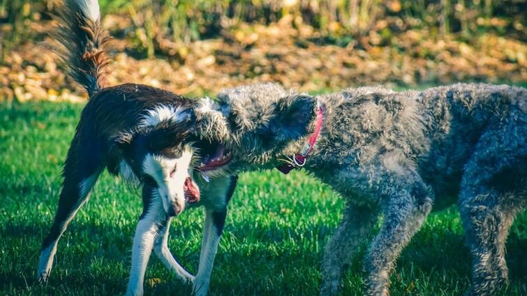 Dogs become aggressive in summer know the reason behind this Summer Care: गर्मियों में कुत्ते क्यों होते हैं आक्रामक, जानें इसके पीछे की वजह