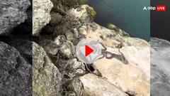 सांपों के आइलैंड में पहुंचा शख्स, हर तरफ रेंगते दिखे हजारों सांप- वीडियो देख कांप जाएगी आपकी रूह