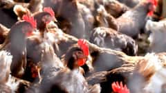 Bird Flu Outbreak: बर्ड फ्लू की बीमारी से बचना है तो चिकन और अंडे को इस तरीके से खाना शुरू कर दें