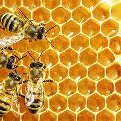 Pure Honey : ਕਿਤੇ ਤੁਸੀਂ ਤਾਂ ਨਹੀਂ ਕਰ ਰਹੇ ਸਿਹਤ ਨਾਲ ਖਿਲਵਾੜ, ਖਾਣ ਤੋਂ ਪਹਿਲਾਂ ਜਾਂਚ ਲਓ ਸ਼ਹਿਦ