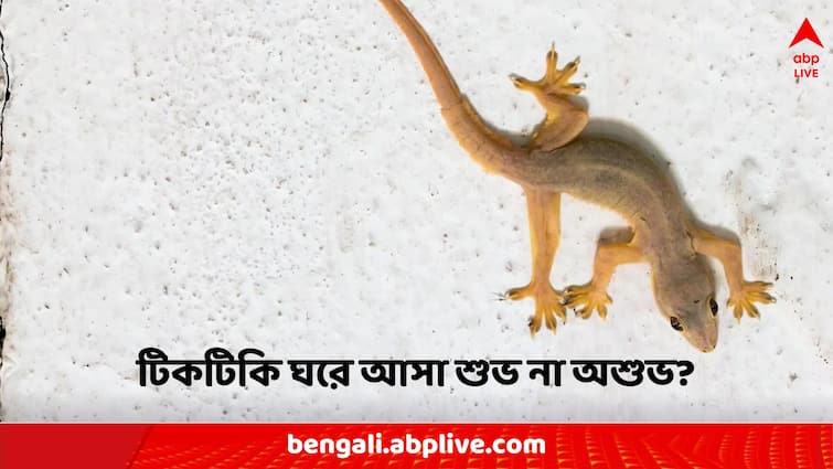 Vastu Tips lizard come at home meaning good or bad Vastu Tips: বারবার টিকটিকি আসছে ঘরে? বাস্তুমতে এটি শুভ না অশুভ?