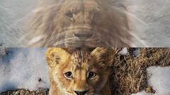 Mufasa The Lion King : நடுங்கும் சிங்க குட்டி காட்டுக்கே ராஜாவான கதை.. மெய் சிலிர்க்க வைக்கும் முஃபாசா போஸ்டர்!