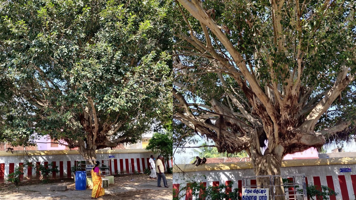 Govindavadi Dakshinamoorthy Temple :  திருமணத்தடை, கடன் தொல்லை  தீர்க்கும் கோவிந்தவாடி தட்சிணாமூர்த்தி.. அரிய கோயில் சிறப்புகள்..