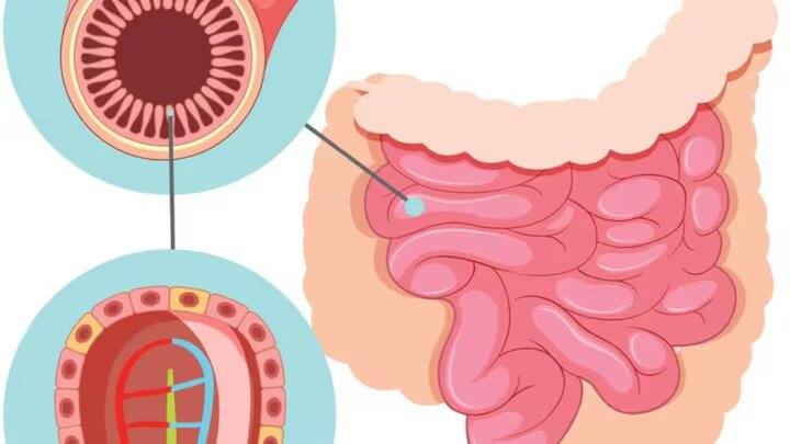 ખોરાક આપણા શરીરને ત્વરિત ઉર્જા આપે છે. તેથી, આપણે એવી ખાદ્ય વસ્તુઓ ખાવી જોઈએ જેમાં ફાઈબરનું પ્રમાણ વધુ હોય. આને ધ્યાનમાં રાખીને, આપણે પુષ્કળ શાકભાજી, આખા અનાજ, કઠોળ, બદામ અને બીજ ખાવા જોઈએ.