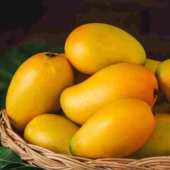 Mango : ਅੰਬਾਂ ਦੀਆਂ ਹਨ ਅਣਗਿਣਤ ਕਿਸਮਾਂ, ਜਾਣ ਕੇ ਰਹਿ ਜਾਓਗੇ ਹੈਰਾਨ