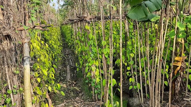 Thanjavur news Due to the sun production of betel leaves is low - TNN வெயிலால் உற்பத்தி குறைந்த வெற்றிலை... கவுளி ரூ.100க்கு விற்பனை