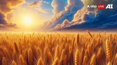 मटर के दाने बराबर गोल गेहूं, कोटा के किसान ने खेती में किया नवाचार, बीमारियों से बचाव का दावा