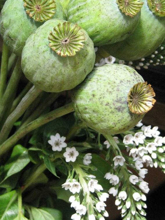 क्या कोई भी कर सकता है अफीम की खेती?