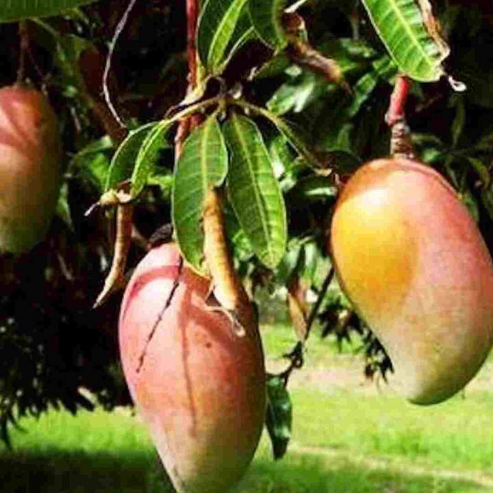 ਰਾਸਪੁਰੀ ਅੰਬ ਪੁਰਾਣੇ ਮੈਸੂਰ, ਕਰਨਾਟਕ ਵਿੱਚ ਜ਼ਿਆਦਾ ਪਾਇਆ ਜਾਂਦਾ ਹੈ। ਇਸ ਕਿਸਮ ਨੂੰ ਮਹਾਰਾਣੀ ਮੰਨਿਆ ਜਾਂਦਾ ਹੈ। ਆਣ ਦੀ ਇਹ ਕਿਸਮ ਮਈ ਦੇ ਮਹੀਨੇ ਵਿੱਚ ਆਉਂਦੀ ਹੈ ਅਤੇ ਜੂਨ ਦੇ ਅੰਤ ਤੱਕ ਰਹਿੰਦੀ ਹੈ। ਜਿਆਦਾਤਰ ਇਸਦੀ ਵਰਤੋਂ ਸਮੂਦੀ ਅਤੇ ਜੈਮ ਬਣਾਉਣ ਲਈ ਕੀਤੀ ਜਾਂਦੀ ਹੈ। ਇਹ ਅੰਬ 4 ਤੋਂ 6 ਇੰਚ ਲੰਬਾ ਹੁੰਦਾ ਹੈ।