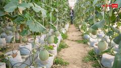 तरबूज की खेती में हर साल कितना कमा लेते हैं किसान?