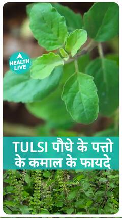 Tulsi के पत्तो के लाजवाब फायदे | Health Live