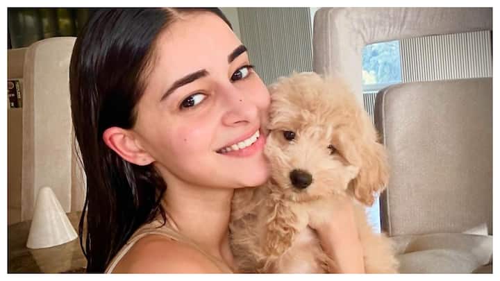 Actress Ananya Panday on Wednesday introduced the world to her new furry friend -- her pet dog 'Riot', calling it the 'cutest little boy'.