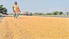 சோளம் காயவைக்கும் பணியில் விவசாயிகள் மும்முரம்; வியாபாரிகள் நேரடியாக வந்து கொள்முதல் செய்வதால் மகிழ்ச்சி