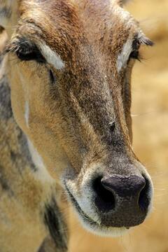 न होती है नीली न होती है गाय, फिर क्यों नाम पड़ गया नीलगाय?