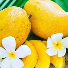 Mango : ਅੰਬਾਂ ਦੀਆਂ ਹਨ ਅਣਗਿਣਤ ਕਿਸਮਾਂ, ਜਾਣ ਕੇ ਰਹਿ ਜਾਓਗੇ ਹੈਰਾਨ