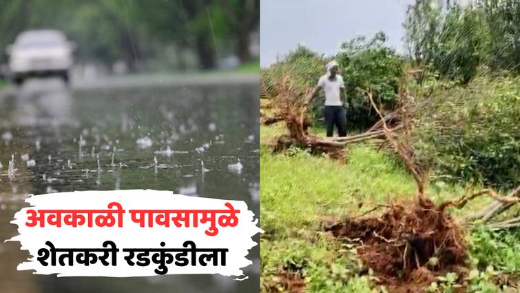 Maharashtra Weather Report Crop Loss Due to Unseasonal Rain in Wardha Bhandara yavatmal IMD Heatwave in kokan mumbai thane marathi news अवकाळी पावसामुळे शेतकरी रडकुंडीला; आंबा, संत्रा बागेचं नुकसान, विदर्भात कपाशी पिकावर संकट