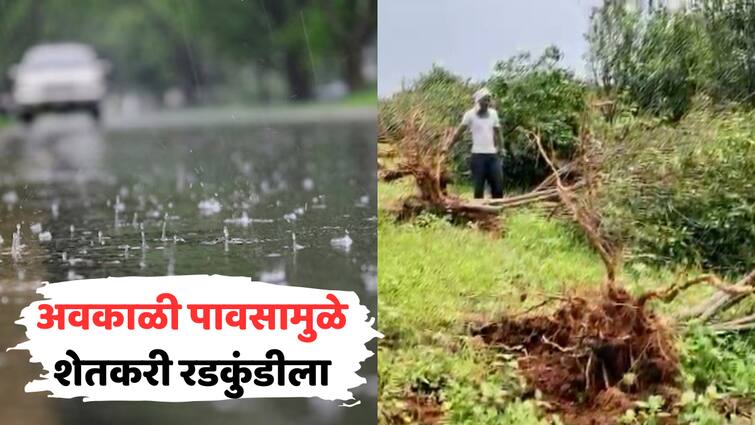 Maharashtra Weather Report Crop Loss Due To Unseasonal Rain In Wardha Bhandara Yavatmal Imd 5921