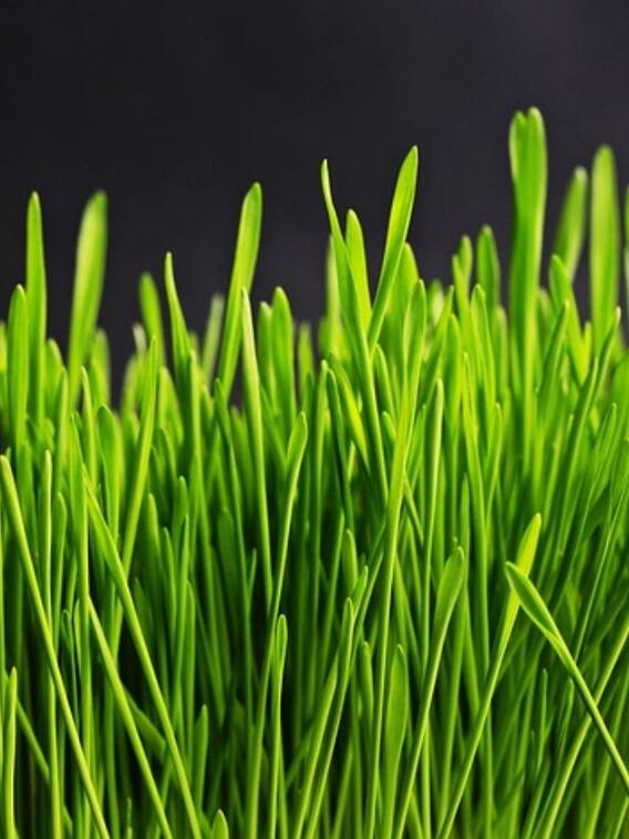 घास हरी ही क्यों होती है