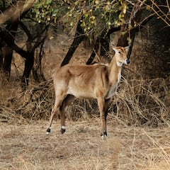 न होती है नीली न होती है गाय, फिर क्यों नाम पड़ गया नीलगाय?