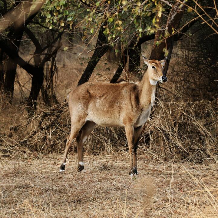 दरअसल इसके पीछे की वजह इसका स्लेटी या धूसर रंग ही है, जिससे कभी-कभी अंधेरे में इसके नीले होने का आभास भी होता है.