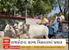 Paresh Dhanani । રાજકોટના ગ્રામ્ય વિસ્તારમાં કોંગ્રેસ ઉમેદવાર પરેશ ધાનાણીએ બળદગાડામાં કર્યો પ્રચાર