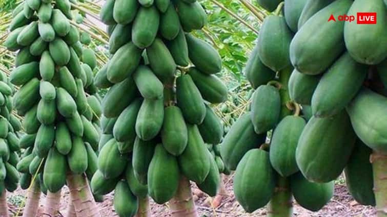 papaya Farming business Farmers can earn Rs 6 to 10 lakh rupees every year by cultivating papaya क्यों पपीते की खेती को कहते हैं कमाई का सौदा? यहां जानिए पूरा बिजनेस प्लान