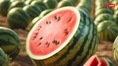 तरबूज की खेती में हर साल कितना कमा लेते हैं किसान?
