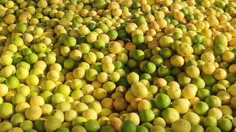 Thanjavur  prices of lemongrass and narthampham have increased - TNN தஞ்சையில் எலுமிச்சைப்பழம், நார்த்தம்பழம் விலை கடுமையாக உயர்வு