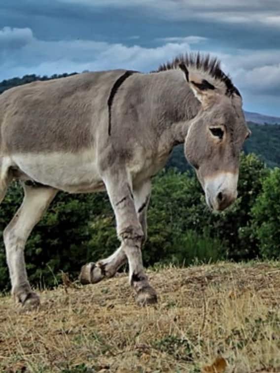 गधे को क्यों माना जाता है सबसे मूर्ख