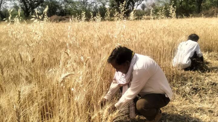 Udaipur Farmers News Market price higher than government support price condition of crops ann उदयपुर संभाग में सरकार के समर्थन मूल्य से ज्यादा बाजार में भाव? किसानों का रुख बदला