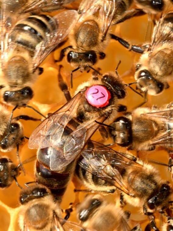 मधुमक्खियों की रानी में क्या खूबियां होती हैं