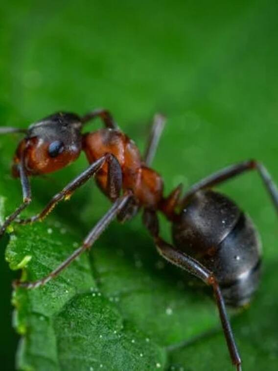 क्या चीटियां भी दूध देती हैं?