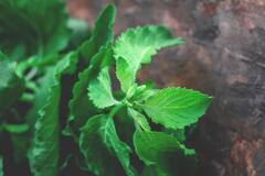 Summer Tips : வெயில்காலத்தில் ஏற்படும் உடல்நலப் பிரச்சனைகளிலிருந்து பாதுகாக்கும் மூலிகைகள்!