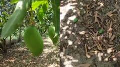 मौसम की मार! जबलपुर में आम के शौकीनों को ढीली करनी पड़ेगी जेब, उत्पादन घटने से कीमतें बढ़ीं