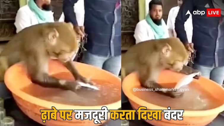 Monkey washes dirty plate in dhaba video goes viral on social media Viral Video: अब और कितने अच्छे दिन चाहिए...ढाबे में बंदर ने सफाई से धोईं जूठी प्लेट, वायरल हुआ वीडियो