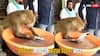 Viral Video: अब और कितने अच्छे दिन चाहिए...ढाबे में बंदर ने सफाई से धोईं जूठी प्लेट, वायरल हुआ वीडियो