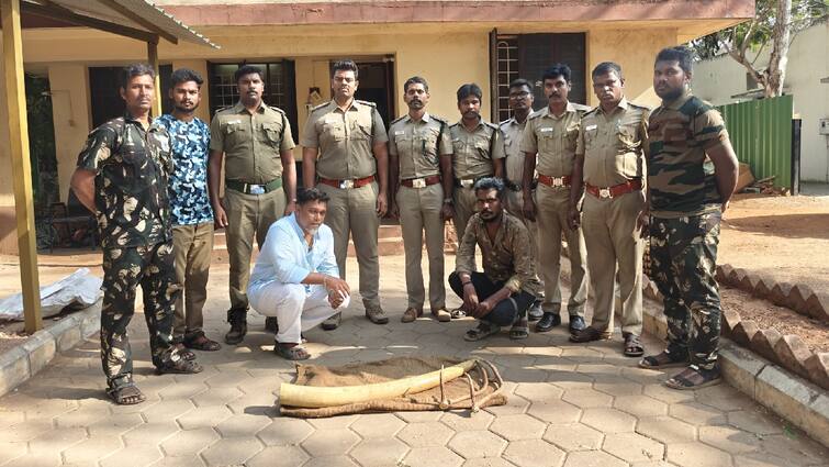 Coimbatore crime Two person arrested for trying to sell elephant ivory - TNN Coimbatore: யானை தந்தத்தை விற்க முயன்ற இருவர் கைது ; மேலும் இருவருக்கு வலைவீச்சு