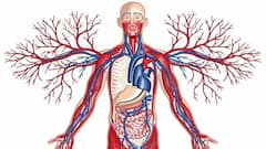 शरीर का वो कौनसा हिस्सा है, जहां खून नहीं होता है?