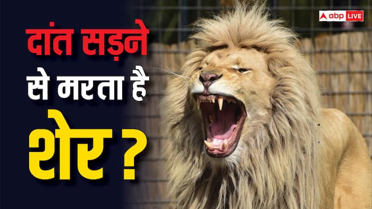 Does a lion really die because of tooth decay Very few people know this fact Lion Teeth Damaged: क्या सही में दांत सड़ने की वजह से मर जाता है शेर? बहुत कम लोग जानते हैं ये फैक्ट