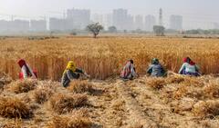 Fasal Bima Yojana: इस सरकारी योजना से होती है किसानों के नुकसान की पूरी भरपाई, टेंशन हो जाएगी खत्म